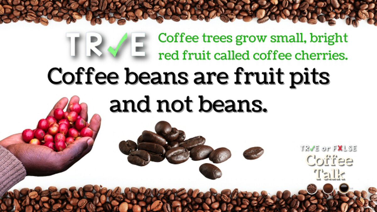 TRUE or FALSE: Coffee Talk image number null